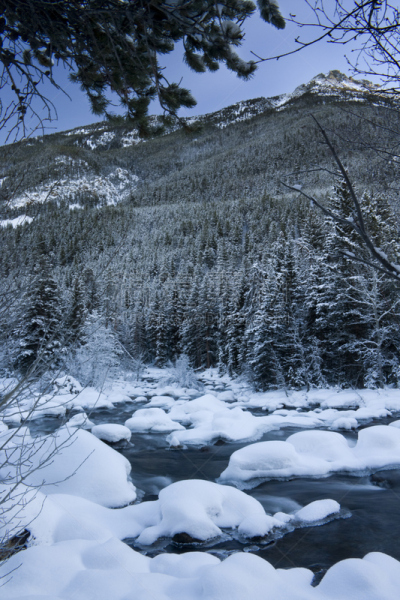 冬天,小溪,阿布萨罗卡岭山区,白杨类,垂直画幅,洛矶山脉,雪,无人,偏远的,户外