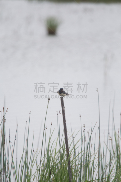 谷仓,湖,地形,燕子,自然美,海滩,家燕,湖岸,沼泽,杆