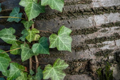 常春藤,植物,秋天,法国,自然美,生物,有蔓植物,树干,户外活动,户外