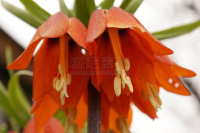 橙色,春天,色彩鲜艳,榛子树,松鸡,黄花九轮草,手铃,风铃草属,樱草属,美