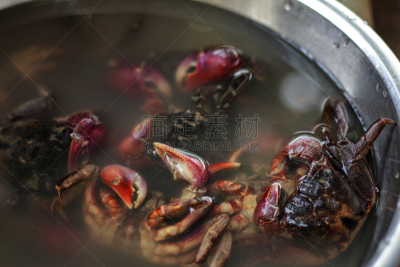 螃蟹,红树,越南,水平画幅,无人,生食,海产,食品,锯缘青蟹,摄影