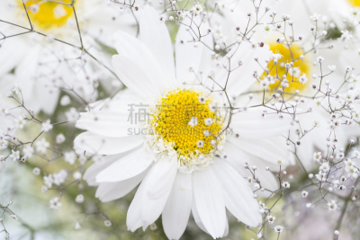 白色,甘菊,美,水平画幅,无人,甘菊花,夏天,户外,干净,特写