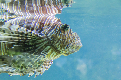 魔鬼火鱼,水,indian lionfish,褐色,珊瑚色,水平画幅,无人,水下,特写,前景聚焦