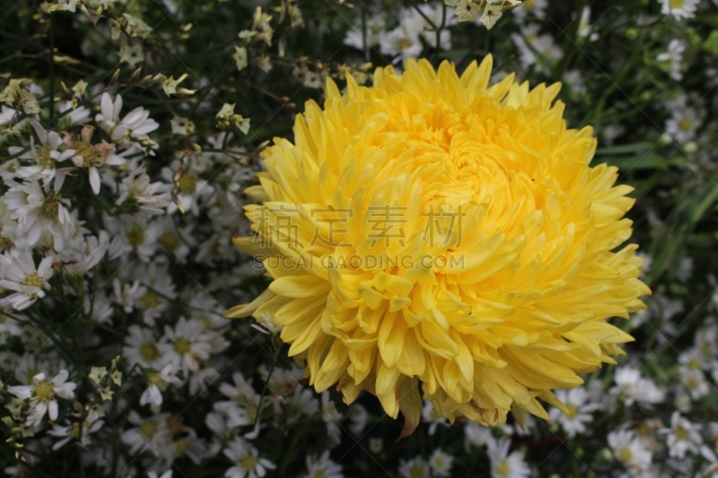 传统节日,天空,动物身体部位,夏天,草,明亮,花束,植物学,花粉,蒲公英