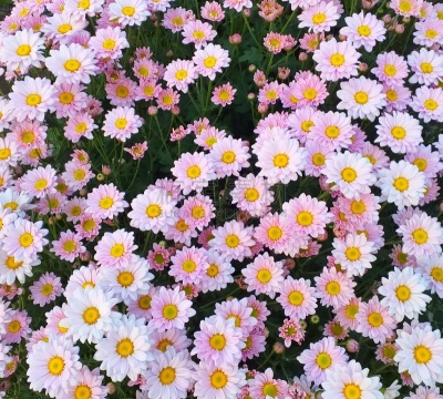 自然美,菊花,园林,农业,华丽的,花盆,灵感,热带气候,浪漫,泰国