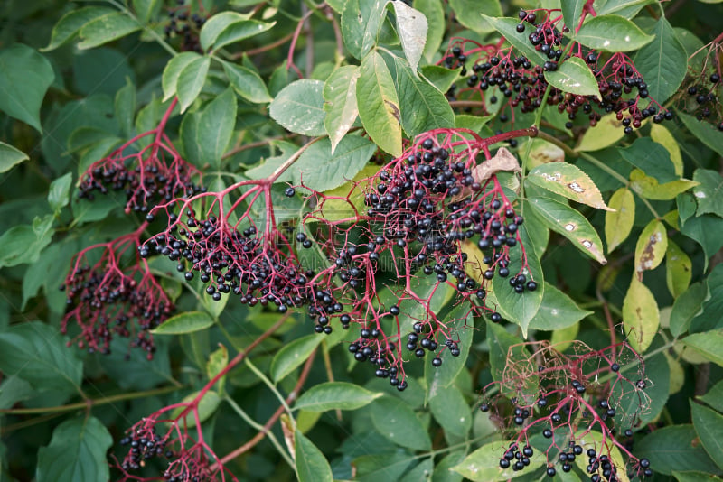 Sambucus nigra