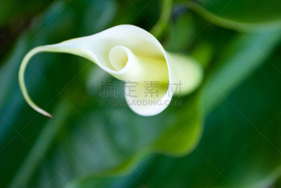 马蹄莲,绿女神,卷着的,纯净,美术工艺,仅一朵花,色彩鲜艳,自然美,春天,花的组成部分