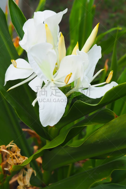 White Ginger Blooming - Hedychium coronarium flowers