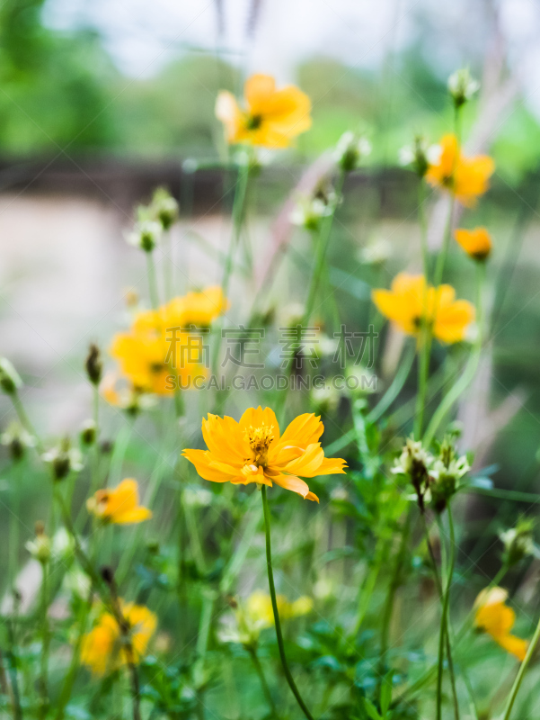 大波斯菊,花头,自然美,园林,垂直画幅,美,黑刺莓,无人,户外,草