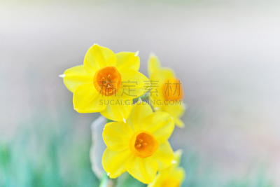 Narcissus
スイセン