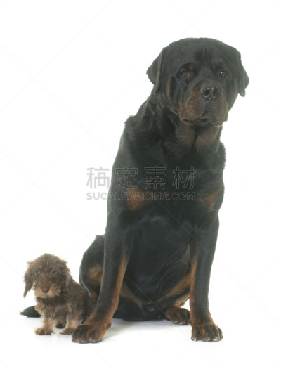 罗威纳犬,小狗,钢毛德国猎犬,垂直画幅,褐色,小的,无人,两只动物,白色背景,兔子