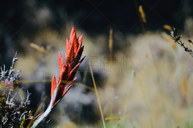 植物 红松 自然 风景 图像 美 日光 宁静 自然美 无人图片素材下载 稿定素材
