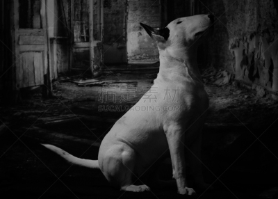 英格兰斗牛犬,快印黑白照,正装照片,纯种犬,水平画幅,侧面像,梗犬,肖像,白色,雌性动物