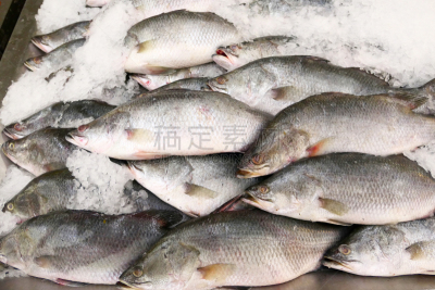 清新,鲈鱼,海洋,寒冷,健康保健,渔业,食品,泰国,成分,动物
