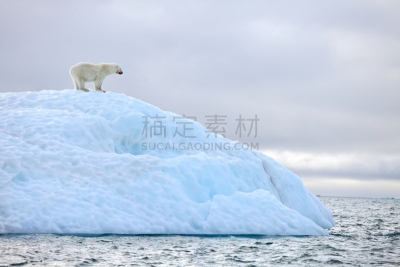 北极熊,水,水平画幅,雪,爪子,动物身体部位,野外动物,户外,熊,斯瓦尔巴特群岛和扬马延岛