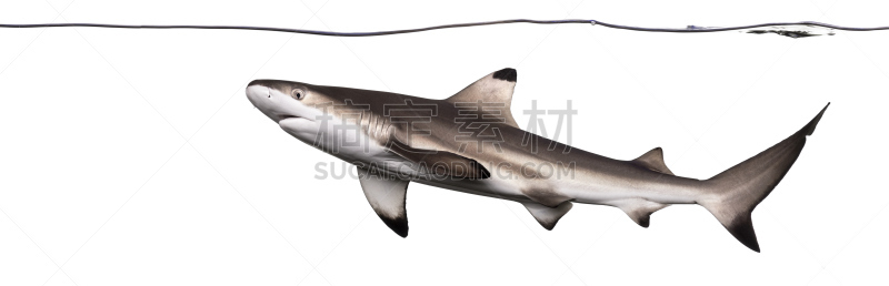 水下,黑尖鳍角鲨,成一排,水,requiem shark,野生动物,水平画幅,无人,侧面像,全景