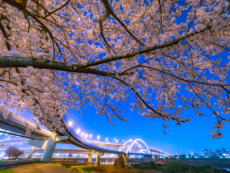 樱桃树,夜晚,桥,荒川河,格希奇努麦,樱之花,在上面,彩色背景,植物,河流