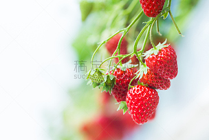 草莓,水培法,温室,菜园,葡萄园,农民,农业,水果,留白,水平画幅
