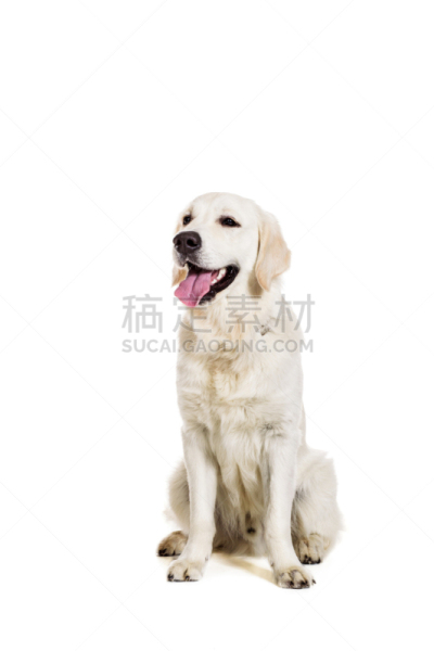拉布拉多犬,白色背景,裁剪衣服,宠物服装,正装照片,金毛寻回犬,垂直画幅,机敏,留白,寻回犬