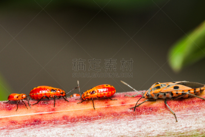 昆虫,线,家庭,水平画幅,无人,特写,棉二点红蝽象,heteroptera,害虫,动物家庭