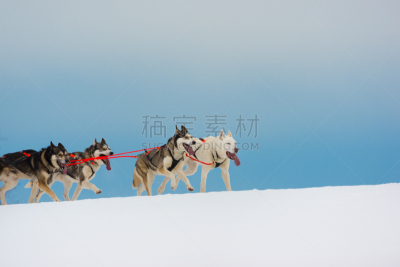 体育比赛,西伯利亚哈士奇犬,选择对焦,冬季运动会,水平画幅,雪,无人,特写,前景聚焦,巴伐利亚