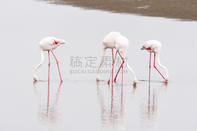 大火烈鸟,沃尔维斯湾,威尼斯礁湖,水平画幅,无人,鸟类,大西洋,早晨,户外,纳米布沙漠