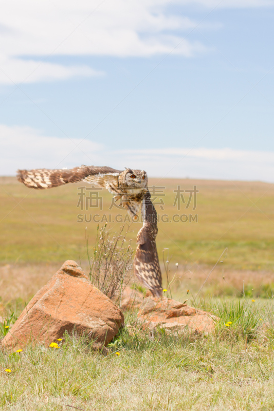 猫头鹰,斗篷,鹰,海角大雕,垂直画幅,天空,食肉鸟,绿色,蓝色,鸟类