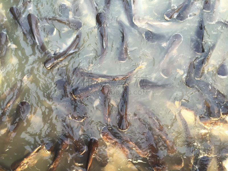 鲶鱼,条纹,大群动物,混沌,水,褐色,动物嘴,水平画幅,膳食,海产