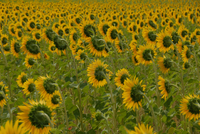 水平画幅,绿色,无人,趋光性,夏天,太阳,common sunflower,向日葵籽,维生素a,植物