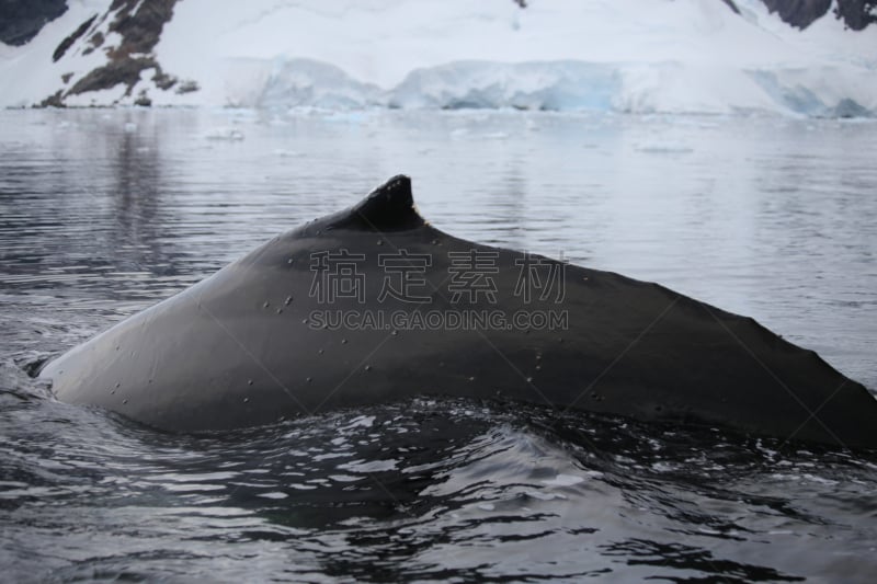 座头鲸,南极半岛,水,天空,野外动物,夏天,哺乳纲,戏剧性的景观,海浪,海滩