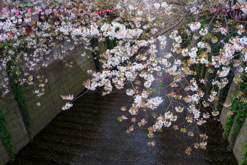 东京,樱桃树,目黑河,目黒区,花见节,天空,美,里山,水平画幅,樱花