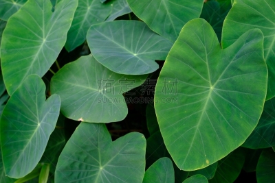 心型,绿色,活力,泰国,枝繁叶茂,想法,植物,印度,情人节,满画幅