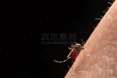 蚊子,埃及伊蚊,矢量,关闭的,高处,选择对焦,水平画幅,科学,户外