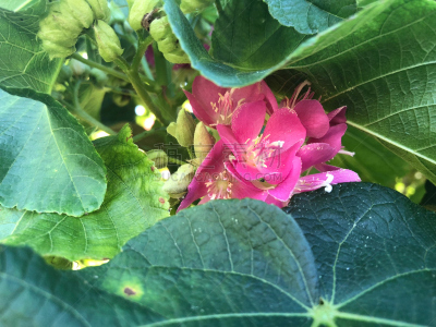 粉色,茎,白色,水,夏天,葡萄牙,明亮,花束,热带气候,灌木