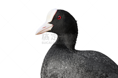 黑鸭,注视镜头,白色,自然美,分离着色,自然,野生动物,水平画幅,鸟类,鷸形目