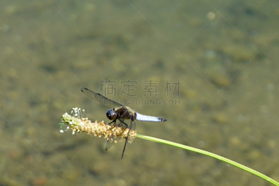 蜻蜓,意大利,伦巴第大区,河流,洛迪,绿衣蜻蜓,巴丹平原,撇水蜻蜓, 米兰,运河