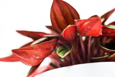 Peperomia caperata “Rosso” houseplant