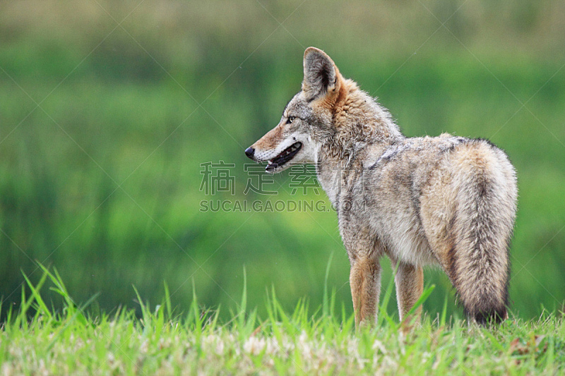 侧面像 丛林狼 野生动物 水平画幅 绿色 无人 野外动物 草 自然美 犬科的图片素材下载 稿定素材
