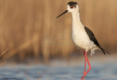黑翅长脚鹬,反嘴鹬,鷸形目,水,美,水平画幅,鸟类,动物身体部位,野外动物,动物主题