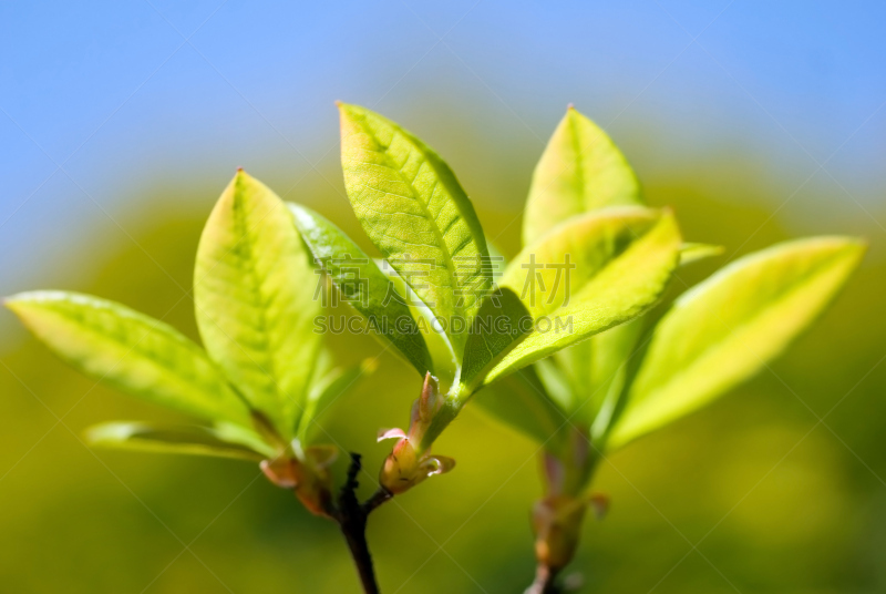 绿色,蓝色,自然,水平画幅,植物的组成部分,无人,户外,自然美,杜鹃花,春天