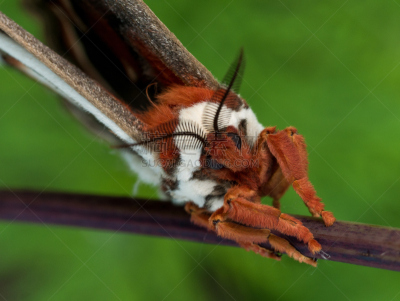 giant silk moth,草,肖像,自然,美,水平画幅,绿色,蝴蝶,明尼苏达,丝绸蛾