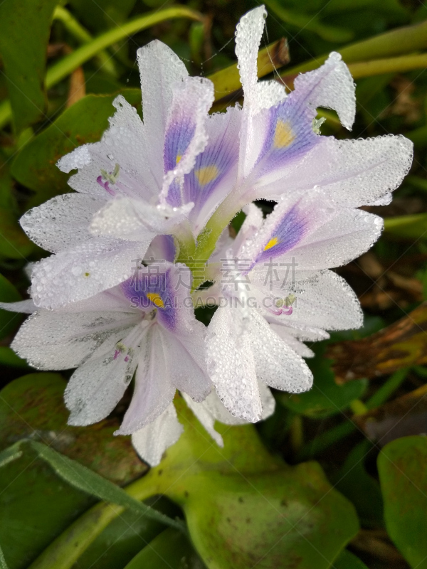 凤眼莲,垂直画幅,水,美,枝繁叶茂,无人,户外,湖,特写,仅一朵花