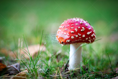 鹅膏菌,橙色伞菌,伞形毒菌,毒蘑菇,水平画幅,无人,户外,生物学,草,特写
