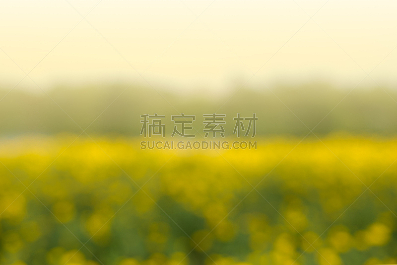 蓝色,黄色,万寿菊,抽象,自然美,背景,自然,天空,美,式样