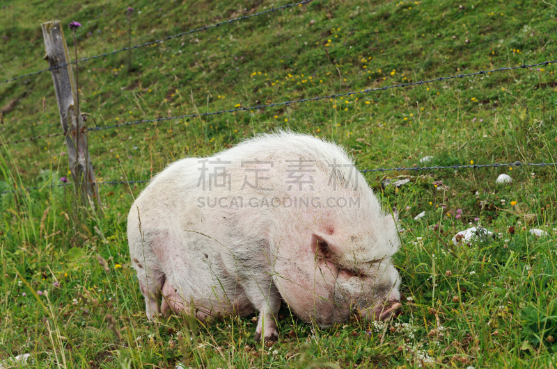 大肚猪,食草,牧场,刀片刺网,杂食动物,家猪,水平画幅,无人,夏天,户外