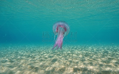 水下,海洋,水母,西班牙,触须,赫罗纳省,海洋生命,野生动物,紫水母,动物