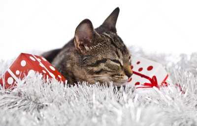 野生猫科动物,圣诞帽,水平画幅,银色,雪,圣诞老人,爪子,动物身体部位,圣诞树