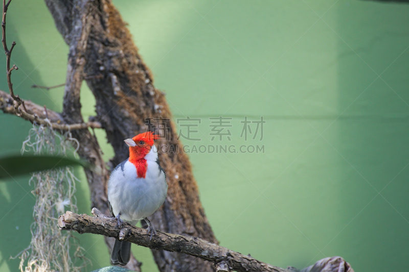 北美红鸟,红色,鸟冠,红冠枢机主教,动物的冠,自然,图像聚焦技术,选择对焦,灰色,水平画幅