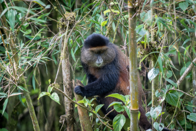parc national des volcans,金丝猴,卢旺达,猴子,水平画幅,枝繁叶茂,动物身体部位,野外动物,户外,雨林