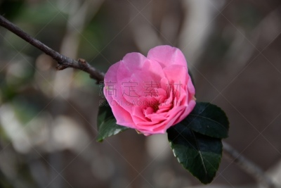 Closeup of a beautiful pink camellia with bokeh background. Photo was taken at the Descanso Gardens in La Cañada Flintridge. The botanical gardens boast the largest camellia collection in North America.